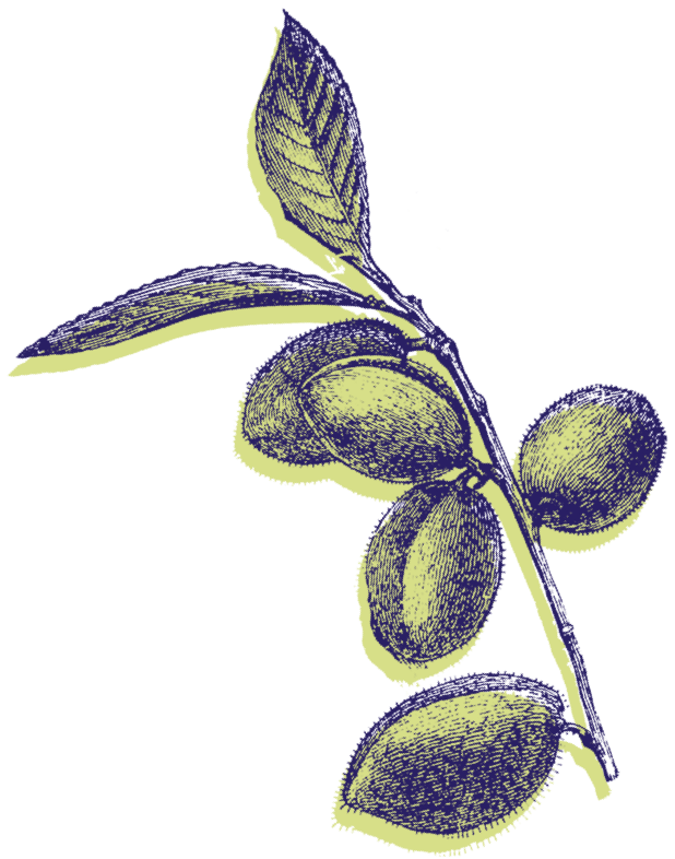 Trader Joe's — grocery store — in Downtown Brooklyn — Brooklyn — NYC