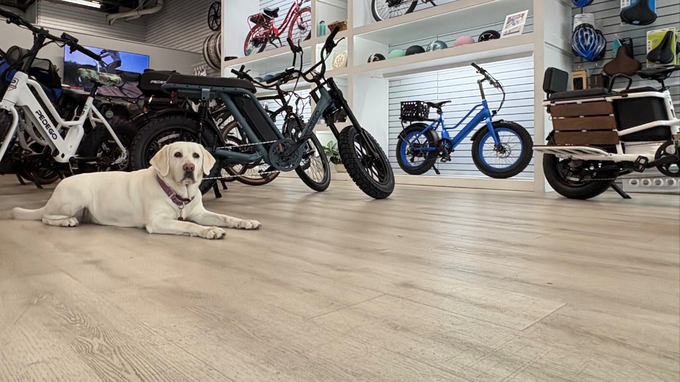 Pedego Electric Bikes & E-bikes in New Smyrna Beach, 32169|Pedego New  Smyrna Beach.
